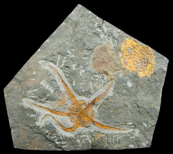 Large Ophiura Brittle Star Fossil With Partial Trilobite #4078